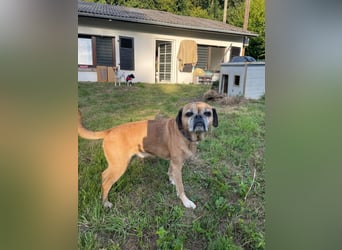 CHICKO, munterer Mops-Mix, 11 Jahre, 35 cm, Pflegestelle 57635 Mehren, Tierschutz