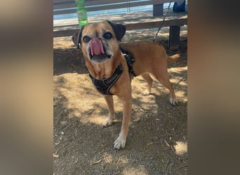 CHICKO, munterer Mops-Mix, 11 Jahre, 35 cm, Pflegestelle 57635 Mehren, Tierschutz