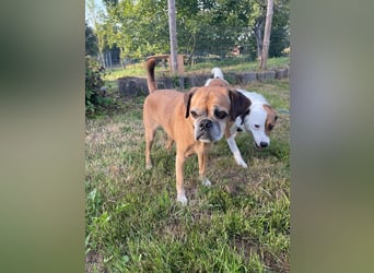 CHICKO, munterer Mops-Mix, 11 Jahre, 35 cm, Pflegestelle 57635 Mehren, Tierschutz