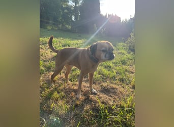 CHICKO, munterer Mops-Mix, 11 Jahre, 35 cm, Pflegestelle 57635 Mehren, Tierschutz
