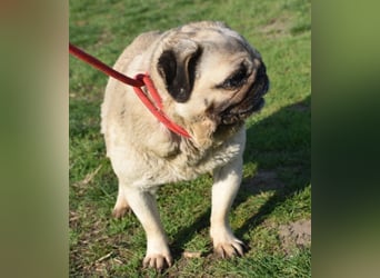 Etti - kleine Kämpferin mit großem Herz