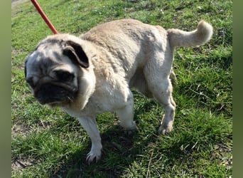 Etti - kleine Kämpferin mit großem Herz