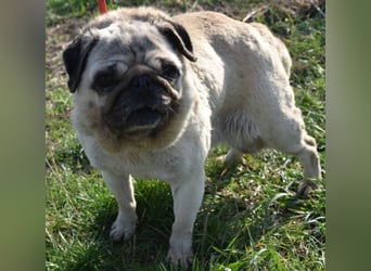 Etti - kleine Kämpferin mit großem Herz