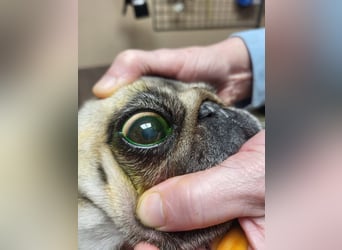 CARMEN - die liebe Mopsdame mag Artgenossen und Katzen - wer schenkt ihr ein tolles Zuhause?