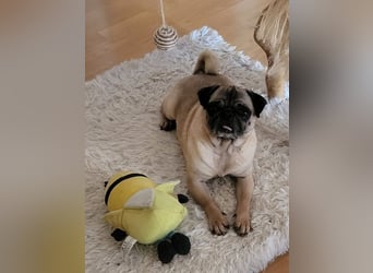 OPI - die pflegeleichte, liebe und freundliche Hündin wartet auf ihre Menschen!