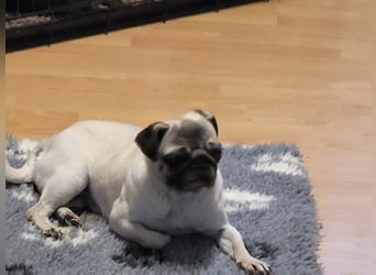 CARMEN - die liebe Mopsdame mag Artgenossen und Katzen - wer schenkt ihr ein tolles Zuhause?