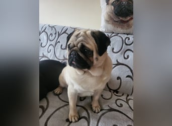 BORKA - wer zeigt der süßen Mopsdame, wie schön ein Hundeleben sein kann?