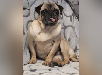 OPI - die pflegeleichte, liebe und freundliche Hündin wartet auf ihre Menschen!