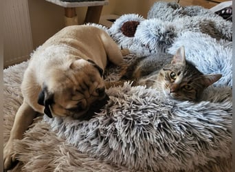 OPI - die pflegeleichte, liebe und freundliche Hündin wartet auf ihre Menschen!