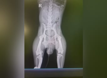 CARMEN - die liebe Mopsdame mag Artgenossen und Katzen - wer schenkt ihr ein tolles Zuhause?