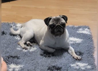 CARMEN - die liebe Mopsdame mag Artgenossen und Katzen - wer schenkt ihr ein tolles Zuhause?