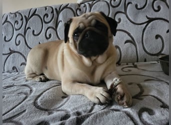 BORKA - wer zeigt der süßen Mopsdame, wie schön ein Hundeleben sein kann?