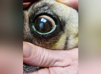 CARMEN - die liebe Mopsdame mag Artgenossen und Katzen - wer schenkt ihr ein tolles Zuhause?