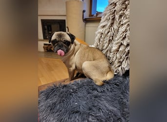 OPI - die pflegeleichte, liebe und freundliche Hündin wartet auf ihre Menschen!