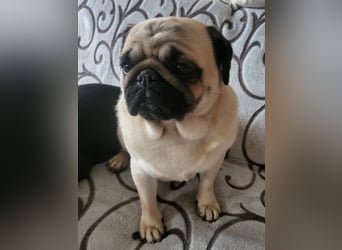 BORKA - wer zeigt der süßen Mopsdame, wie schön ein Hundeleben sein kann?