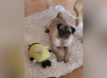 OPI - die pflegeleichte, liebe und freundliche Hündin wartet auf ihre Menschen!