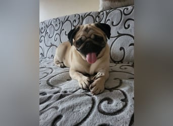 BORKA - wer zeigt der süßen Mopsdame, wie schön ein Hundeleben sein kann?