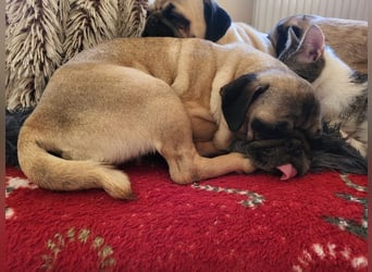 OPI - die pflegeleichte, liebe und freundliche Hündin wartet auf ihre Menschen!