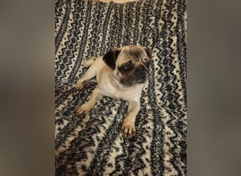 CARMEN - die liebe Mopsdame mag Artgenossen und Katzen - wer schenkt ihr ein tolles Zuhause?