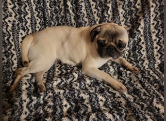 CARMEN - die liebe Mopsdame mag Artgenossen und Katzen - wer schenkt ihr ein tolles Zuhause?