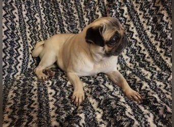 CARMEN - die liebe Mopsdame mag Artgenossen und Katzen - wer schenkt ihr ein tolles Zuhause?