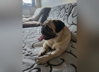 BORKA - wer zeigt der süßen Mopsdame, wie schön ein Hundeleben sein kann?