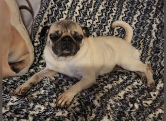 CARMEN - die liebe Mopsdame mag Artgenossen und Katzen - wer schenkt ihr ein tolles Zuhause?