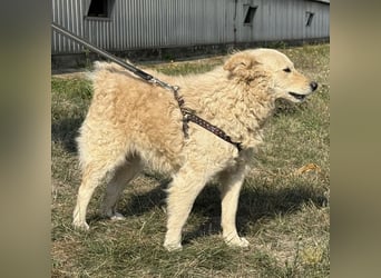 Iggie en fröhlicher Schatz