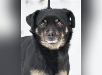 Freddy SI - freundlich, verträglich