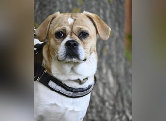 Samu SI - unsicher, schüchtern