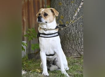 Samu SI - unsicher, schüchtern