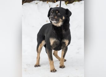 Freddy SI - freundlich, verträglich