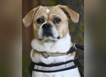 Samu SI - unsicher, schüchtern