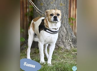 Samu SI - unsicher, schüchtern