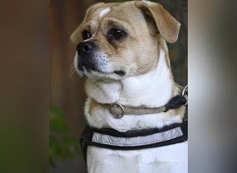 Samu SI - unsicher, schüchtern