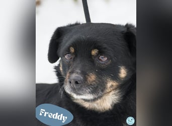 Freddy SI - freundlich, verträglich