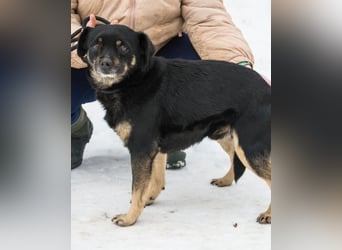 Freddy SI - freundlich, verträglich