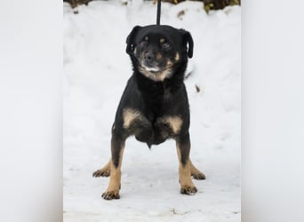 Freddy SI - freundlich, verträglich