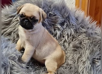 Mops welpen  Hündin – geimpft, entwurmt, gechipt, mit EU-Heimtierausweis