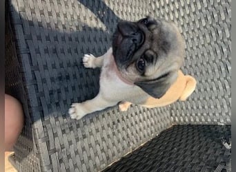 Mops    Hündin – geimpft, entwurmt, gechipt, mit EU-Heimtierausweis   Liebenswerte kinde