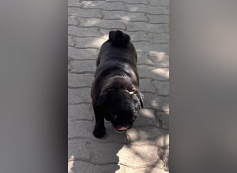 Tiana, fröhliche Mops Hündin geb. 02/2021