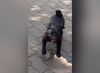 Tiana, fröhliche Mops Hündin geb. 02/2021