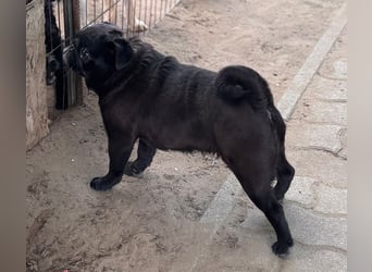 Tiana, fröhliche Mops Hündin geb. 02/2021
