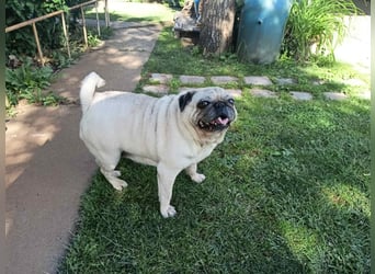 Margo tapferer Mops mit großem ❤️