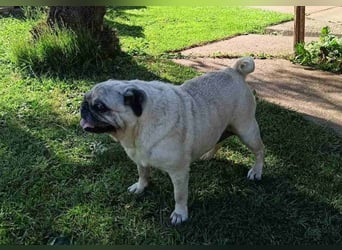 Margo tapferer Mops mit großem ❤️