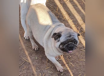 Margo tapferer Mops mit großem ❤️