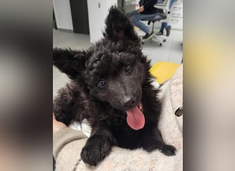 Mudi Welpen, Allrounder Familienhunde von Züchter, mit Ahnentafel