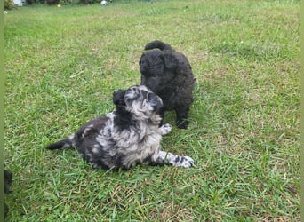 Mudi Welpen, Allrounder Familienhunde von Züchter, mit Ahnentafel