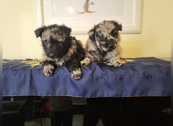 Mudi Welpen, Allrounder Familienhunde von Züchter, mit Ahnentafel