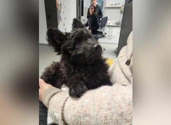 Mudi Welpen, Allrounder Familienhunde von Züchter, mit Ahnentafel